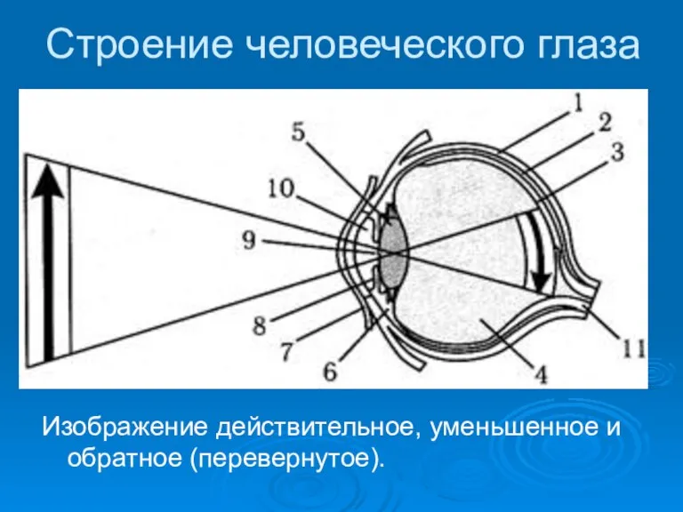 Строение человеческого глаза Изображение действительное, уменьшенное и обратное (перевернутое).