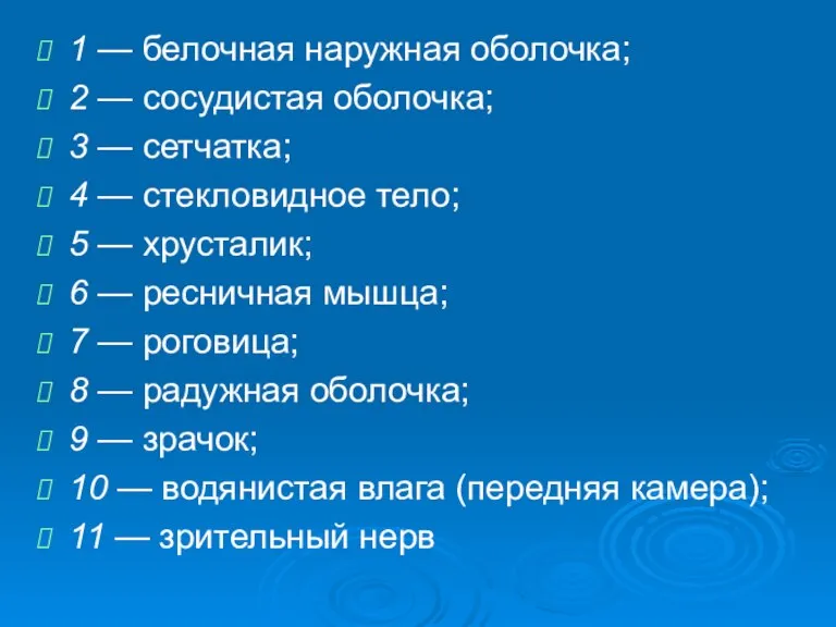 1 — белочная наружная оболочка; 2 — сосудистая оболочка; 3 — сетчатка;