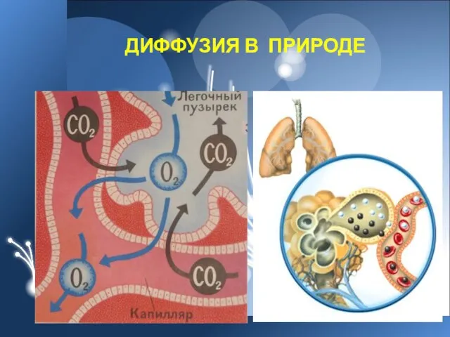 ДИФФУЗИЯ В ПРИРОДЕ