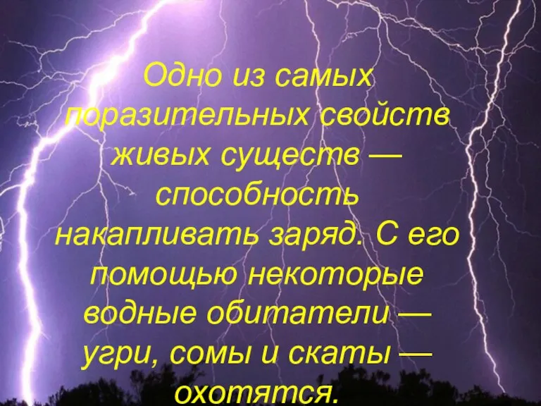 Одно из самых поразительных свойств живых существ — способность накапливать заряд. С