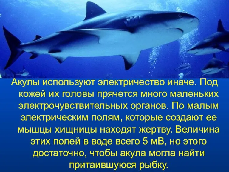 Акулы используют электричество иначе. Под кожей их головы прячется много маленьких электрочувствительных