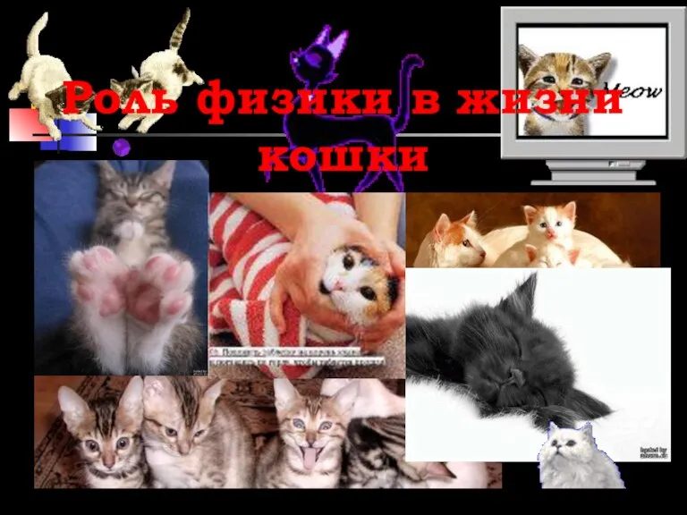 Роль физики в жизни кошки