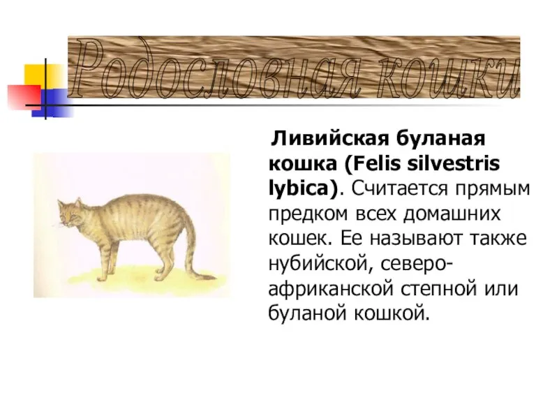 Родословная кошки Ливийская буланая кошка (Felis silvestris lybica). Считается прямым предком всех