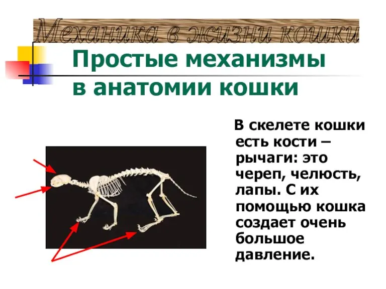 В скелете кошки есть кости – рычаги: это череп, челюсть, лапы. С