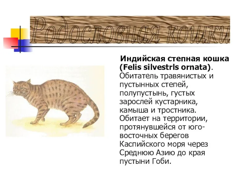 Родословная кошки Индийская степная кошка (Felis silvestrls ornata). Обитатель травянистых и пустынных