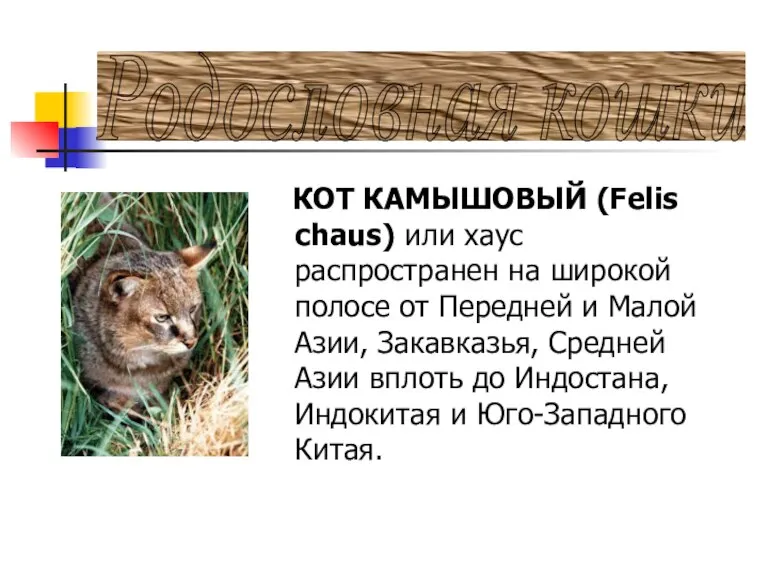 Родословная кошки КОТ КАМЫШОВЫЙ (Felis chaus) или хаус распространен на широкой полосе