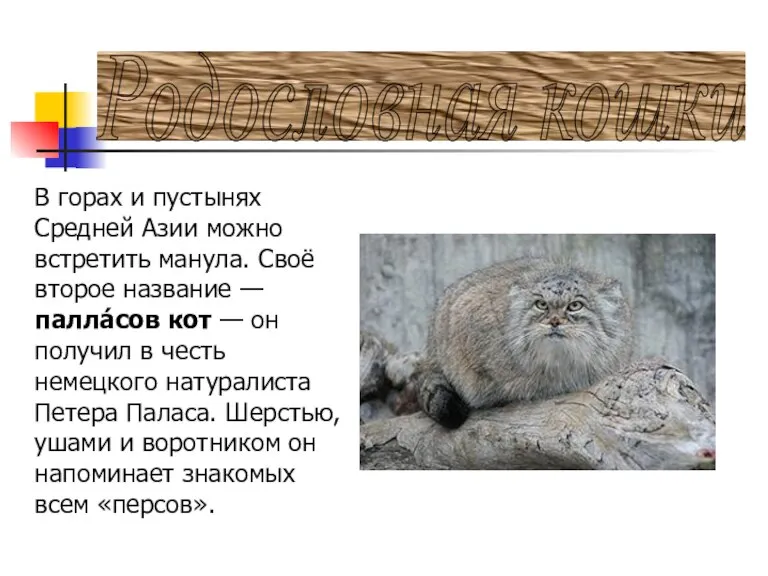 Родословная кошки В горах и пустынях Средней Азии можно встретить манула. Своё