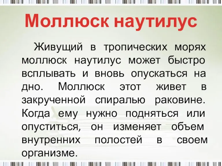 Моллюск наутилус Живущий в тропических морях моллюск наутилус может быстро всплывать и