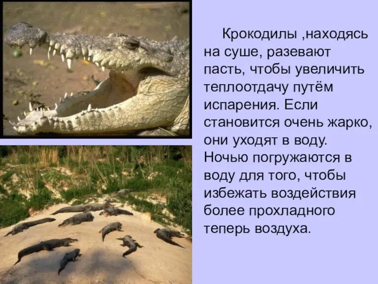 Крокодилы ,находясь на суше, разевают пасть, чтобы увеличить теплоотдачу путём испарения. Если