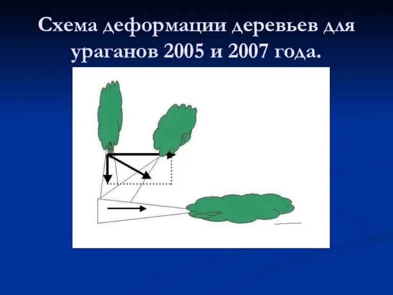 Схема деформации деревьев для ураганов 2005 и 2007 года.