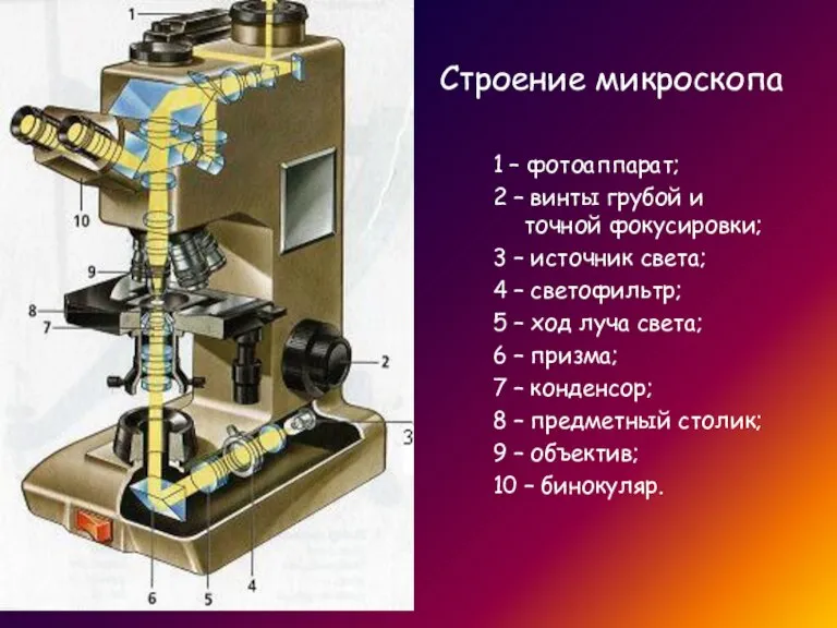 Строение микроскопа 1 – фотоаппарат; 2 – винты грубой и точной фокусировки;