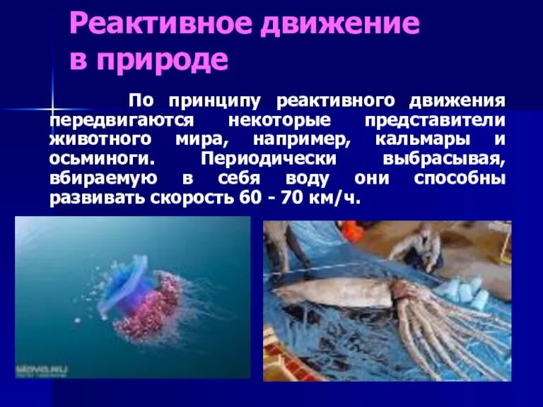 Реактивное движение в природе По принципу реактивного движения передвигаются некоторые представители животного