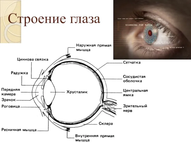 Строение глаза