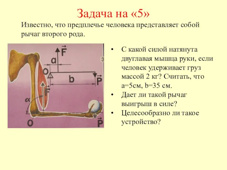 Задача на «5» С какой силой натянута двуглавая мышца руки, если человек