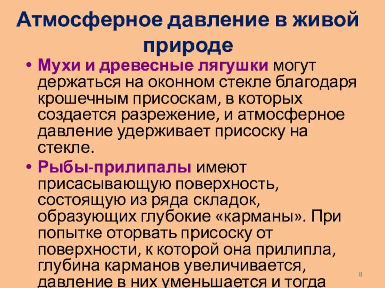 Атмосферное давление в живой природе Мухи и древесные лягушки могут держаться на