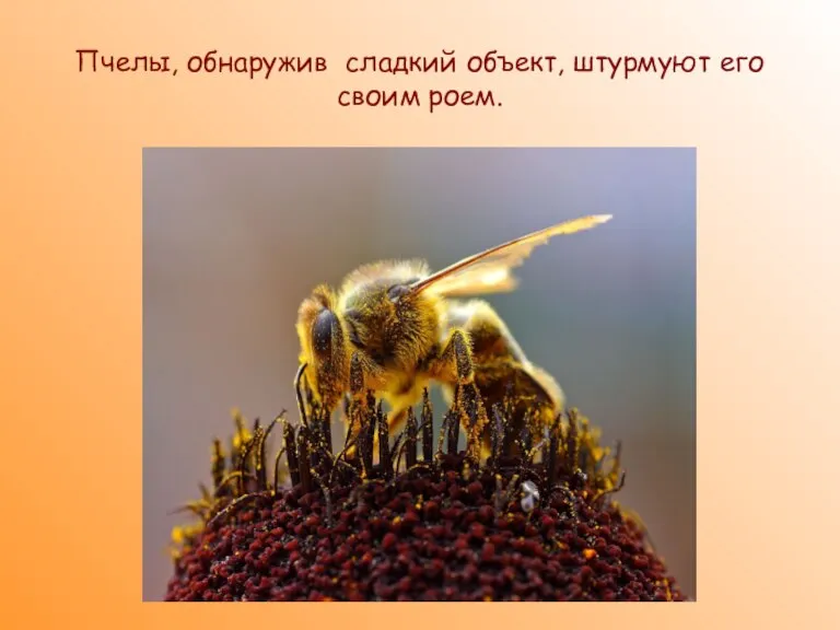 Пчелы, обнаружив сладкий объект, штурмуют его своим роем.