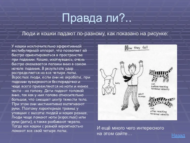 Правда ли?.. Люди и кошки падают по-разному, как показано на рисунке: У