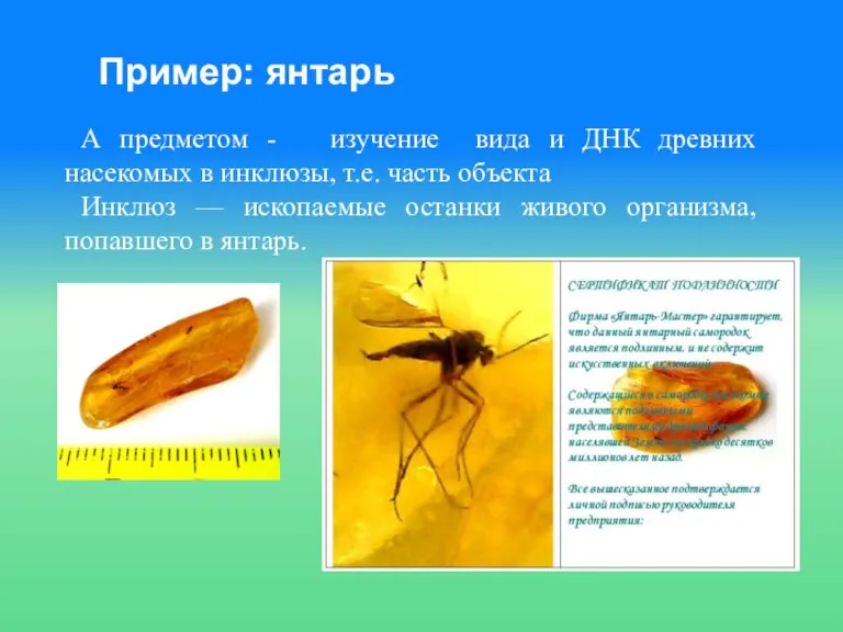 Пример: янтарь А предметом - изучение вида и ДНК древних насекомых в