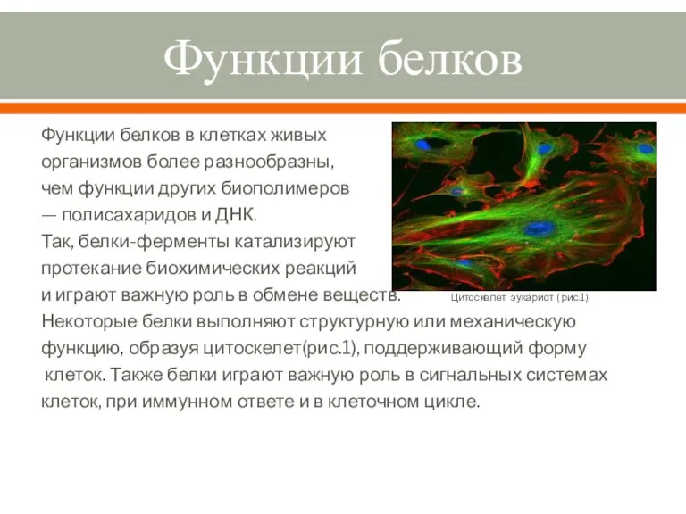 Функции белков Функции белков в клетках живых организмов более разнообразны, чем функции