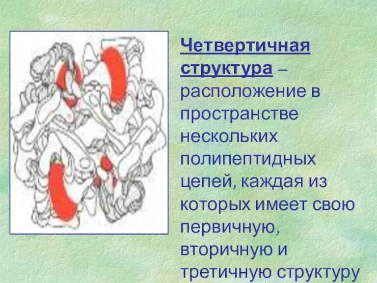 Четвертичная структура – расположение в пространстве нескольких полипептидных цепей, каждая из которых