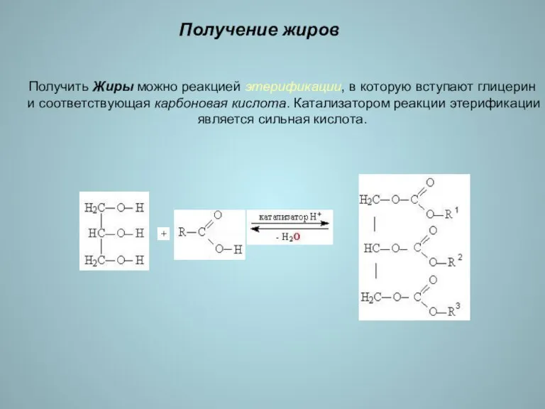 Получение жиров Получить Жиры можно реакцией этерификации, в которую вступают глицерин и