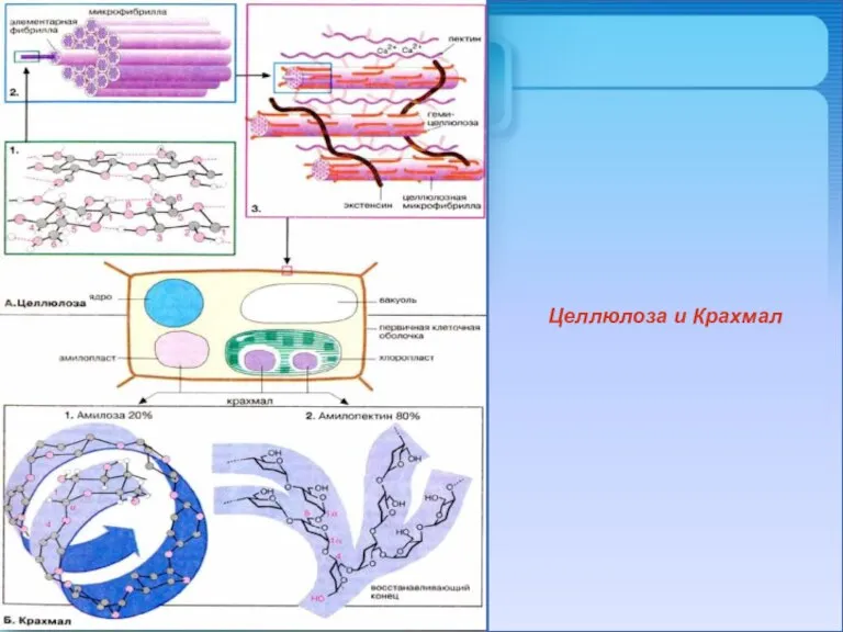 Целлюлоза и Крахмал