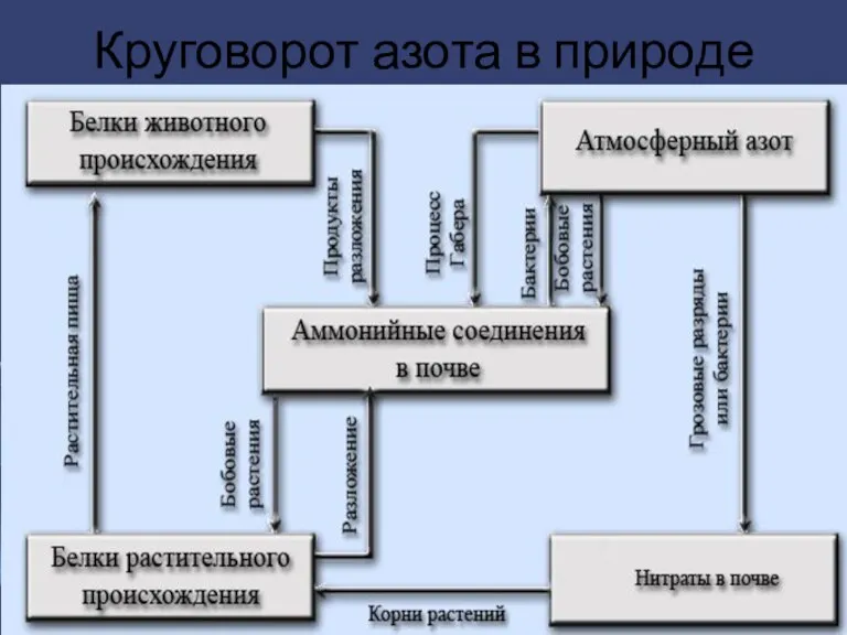 Круговорот азота в природе