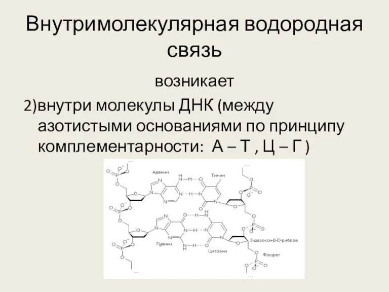 Внутримолекулярная водородная связь возникает 2)внутри молекулы ДНК (между азотистыми основаниями по принципу
