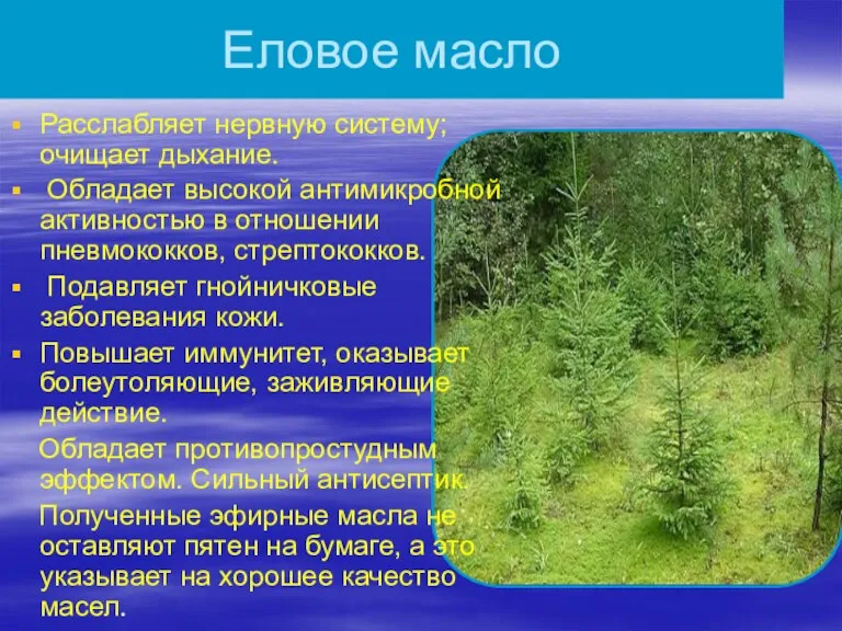 Еловое масло Расслабляет нервную систему; очищает дыхание. Обладает высокой антимикробной активностью в