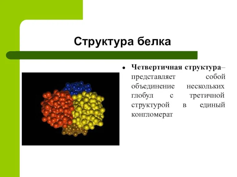 Структура белка Четвертичная структура– представляет собой объединение нескольких глобул с третичной структурой в единый конгломерат