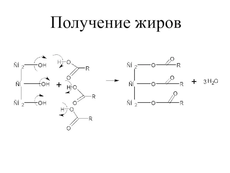 Получение жиров