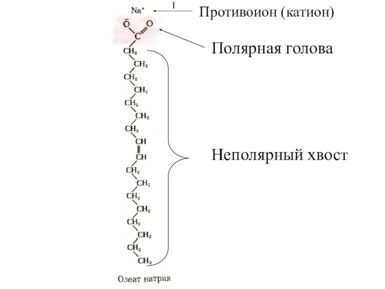 Противоион (катион) Полярная голова Неполярный хвост