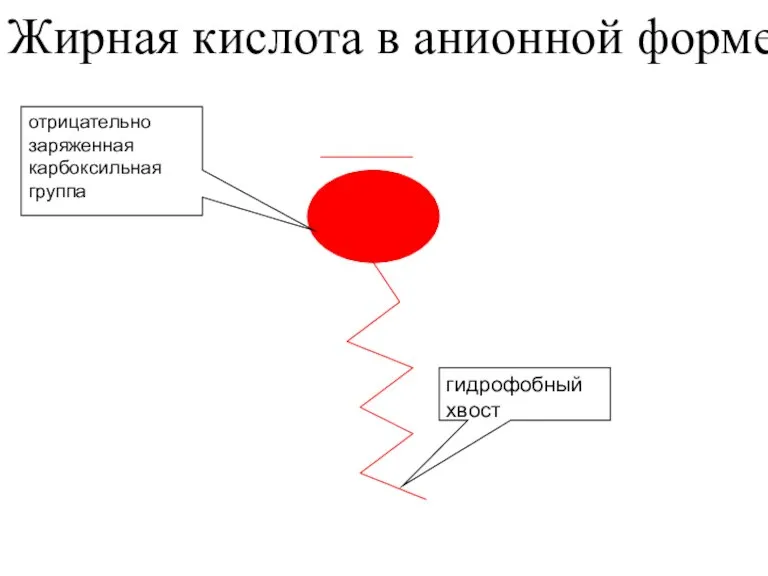 отрицательно заряженная карбоксильная группа Жирная кислота в анионной форме