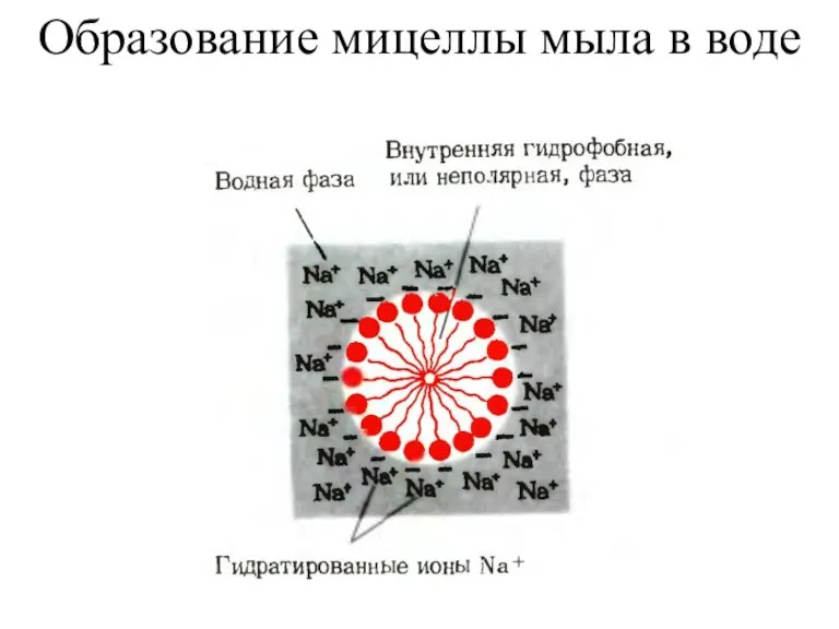 Образование мицеллы мыла в воде