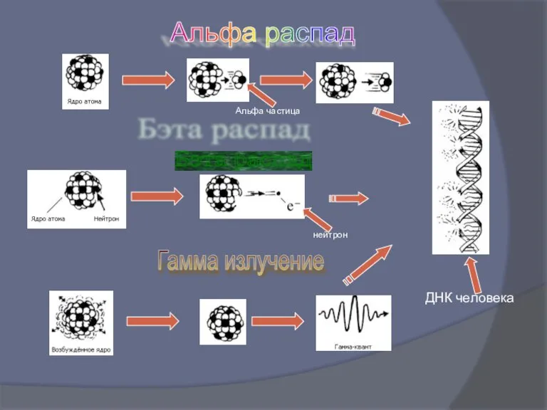 Альфа распад Бэта распад Гамма излучение ДНК человека Альфа частица нейтрон