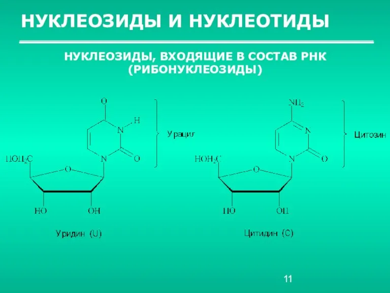 НУКЛЕОЗИДЫ И НУКЛЕОТИДЫ НУКЛЕОЗИДЫ, ВХОДЯЩИЕ В СОСТАВ РНК (РИБОНУКЛЕОЗИДЫ)