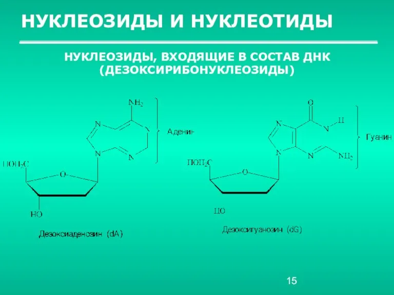 НУКЛЕОЗИДЫ И НУКЛЕОТИДЫ НУКЛЕОЗИДЫ, ВХОДЯЩИЕ В СОСТАВ ДНК (ДЕЗОКСИРИБОНУКЛЕОЗИДЫ)