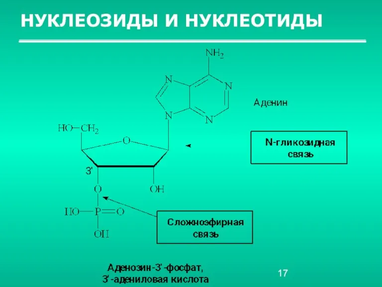 НУКЛЕОЗИДЫ И НУКЛЕОТИДЫ