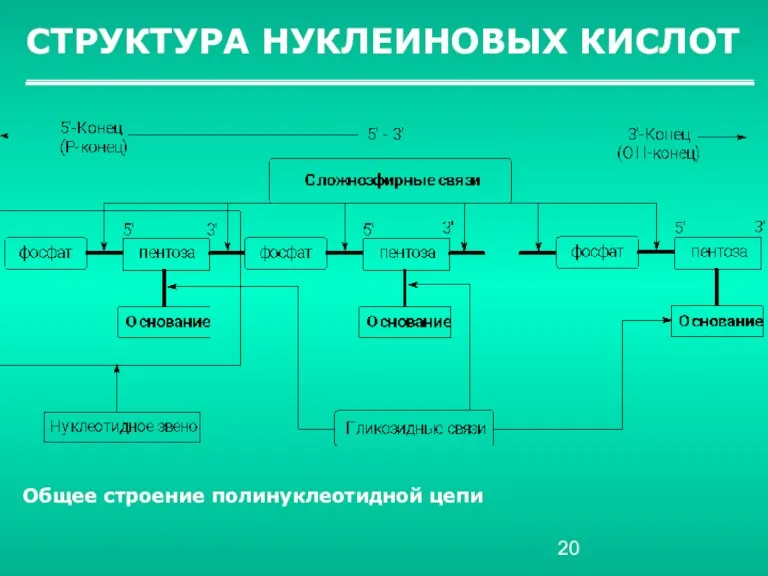 СТРУКТУРА НУКЛЕИНОВЫХ КИСЛОТ Общее строение полинуклеотидной цепи