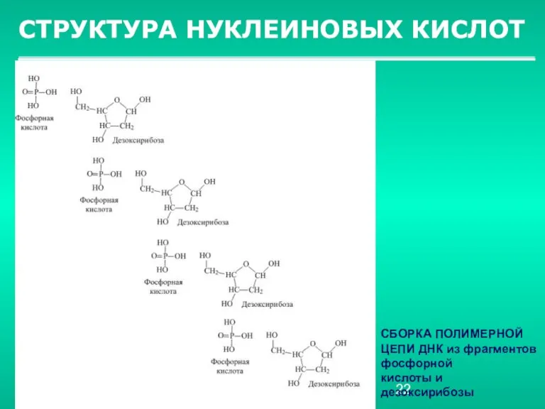 СТРУКТУРА НУКЛЕИНОВЫХ КИСЛОТ СБОРКА ПОЛИМЕРНОЙ ЦЕПИ ДНК из фрагментов фосфорной кислоты и дезоксирибозы