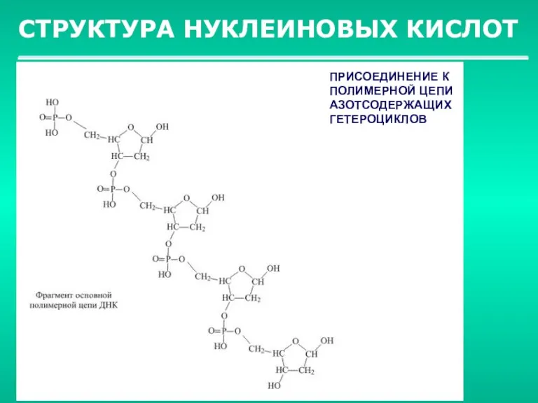 СТРУКТУРА НУКЛЕИНОВЫХ КИСЛОТ ПРИСОЕДИНЕНИЕ К ПОЛИМЕРНОЙ ЦЕПИ АЗОТСОДЕРЖАЩИХ ГЕТЕРОЦИКЛОВ