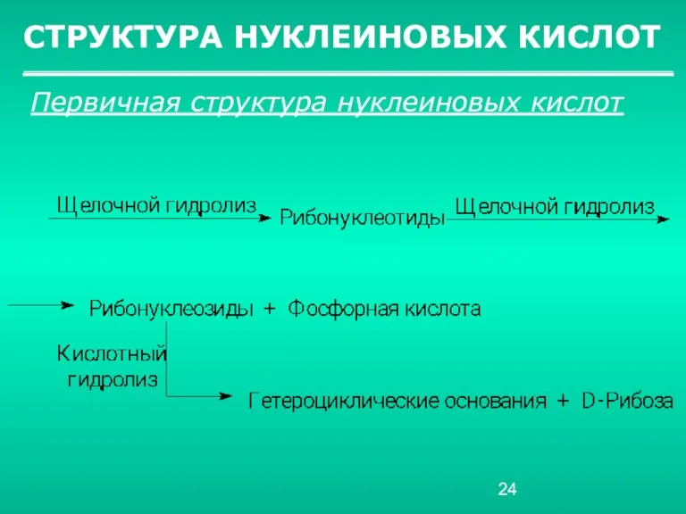 СТРУКТУРА НУКЛЕИНОВЫХ КИСЛОТ Первичная структура нуклеиновых кислот