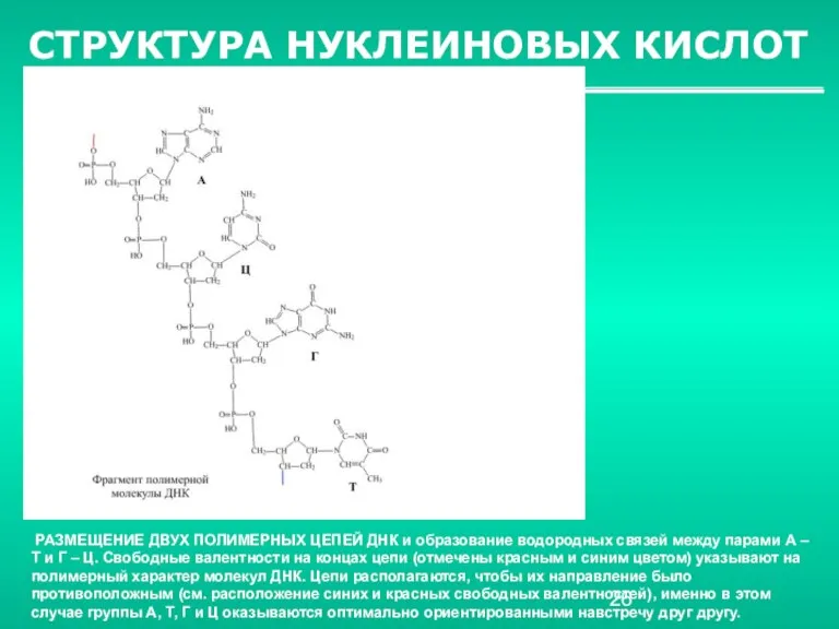 СТРУКТУРА НУКЛЕИНОВЫХ КИСЛОТ РАЗМЕЩЕНИЕ ДВУХ ПОЛИМЕРНЫХ ЦЕПЕЙ ДНК и образование водородных связей