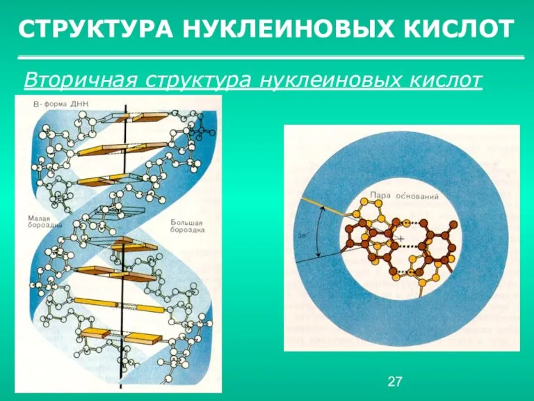 СТРУКТУРА НУКЛЕИНОВЫХ КИСЛОТ Вторичная структура нуклеиновых кислот