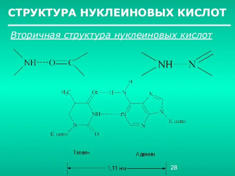 СТРУКТУРА НУКЛЕИНОВЫХ КИСЛОТ Вторичная структура нуклеиновых кислот