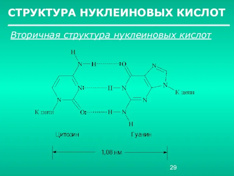 СТРУКТУРА НУКЛЕИНОВЫХ КИСЛОТ Вторичная структура нуклеиновых кислот