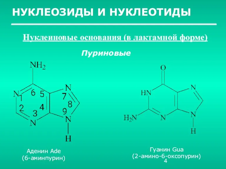 НУКЛЕОЗИДЫ И НУКЛЕОТИДЫ Нуклеиновые основания (в лактамной форме) Пуриновые Аденин Ade (6-аминпурин) Гуанин Gua (2-амино-6-оксопурин)