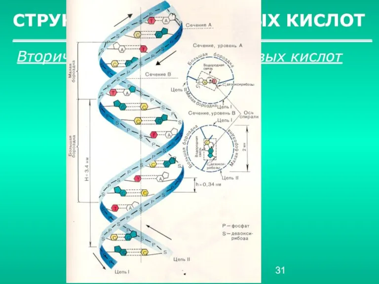 СТРУКТУРА НУКЛЕИНОВЫХ КИСЛОТ Вторичная структура нуклеиновых кислот