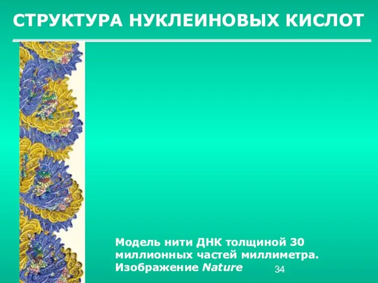 СТРУКТУРА НУКЛЕИНОВЫХ КИСЛОТ Модель нити ДНК толщиной 30 миллионных частей миллиметра. Изображение Nature