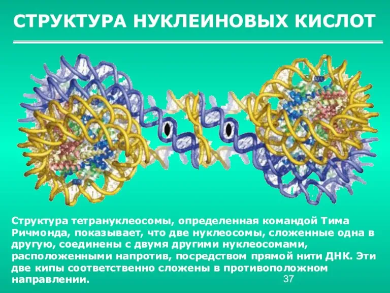 СТРУКТУРА НУКЛЕИНОВЫХ КИСЛОТ Структура тетрануклеосомы, определенная командой Тима Ричмонда, показывает, что две